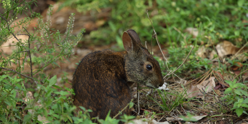 Marsh Rabbit