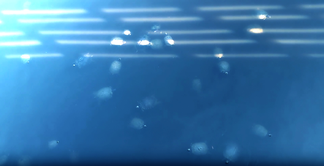 turtle park (sandy run park) in kitty hawk