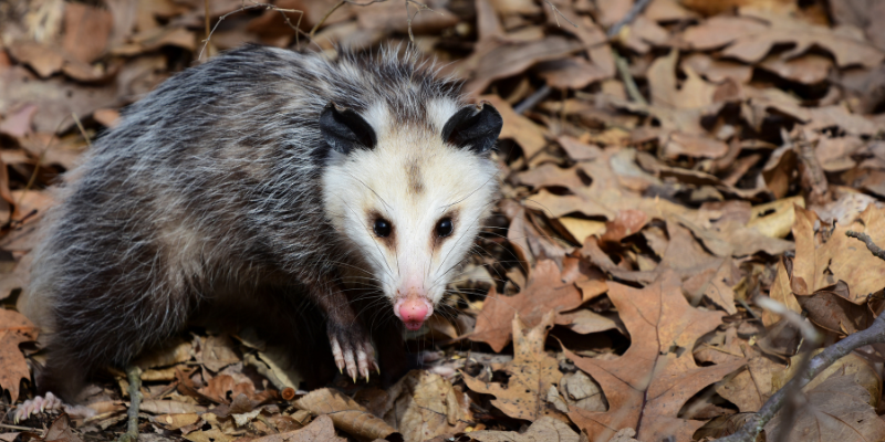 Opossum