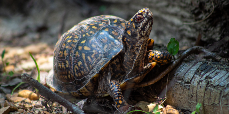Box Turtle