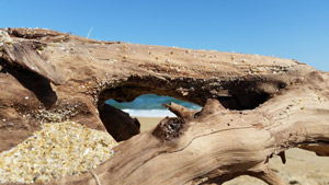 obx driftwood