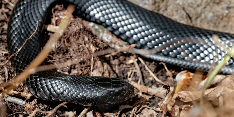 Black Snake