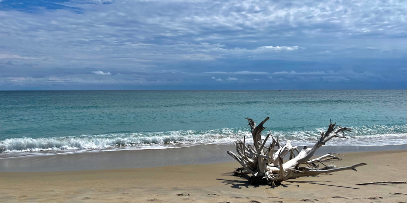 Driftwood on the Sand Driftwood on the Sand