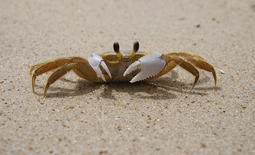 obx ghost crab hunting at night obx ghost crab hunting at night