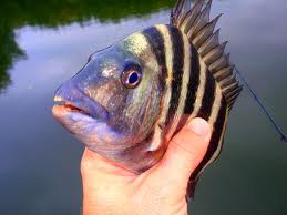sheepshead-fish-north-carolina