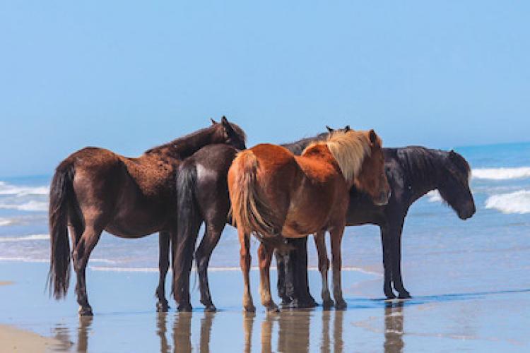 corolla horses