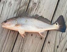 Outer Banks Red Drum Fishing Outer Banks Red Drum Fishing