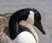 Canada Goose Canada Goose