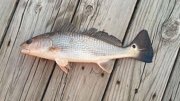 Red Drum caught on the Outer Banks Red Drum caught on the Outer Banks