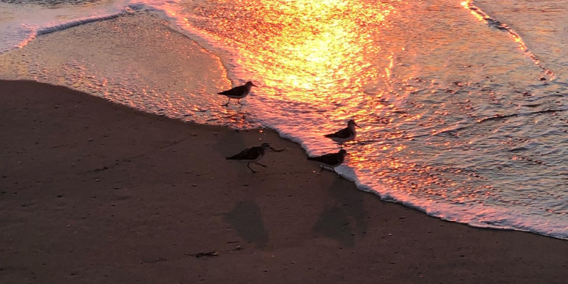 Birds on the Beach Image of small birds on the beach at sunrise.