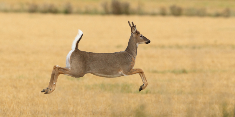 White-Tailed Deer White-Tailed Deer