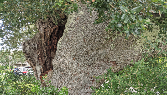 OBX Spooky Places - Frisco Cora Tree