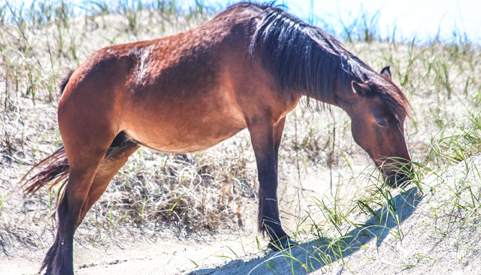 corolla wild horses corolla wild horses