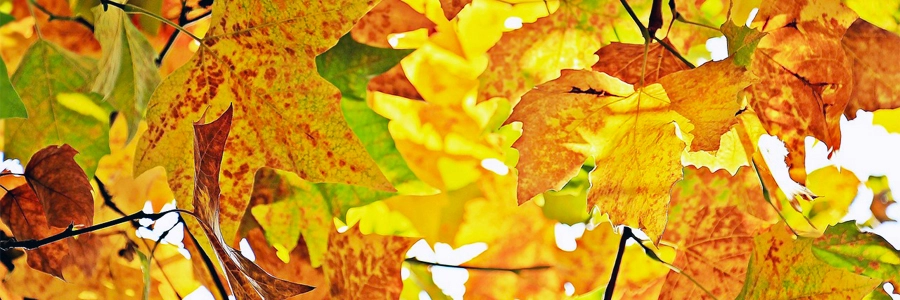 fall leaves