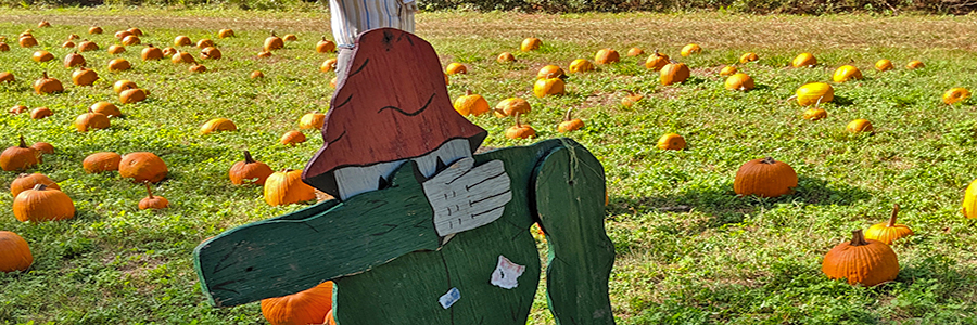 Grandy Pumpkin Patch