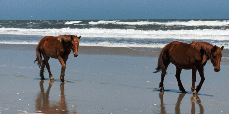 Corolla Wild Horse Tours Two brown horses walking on the beach