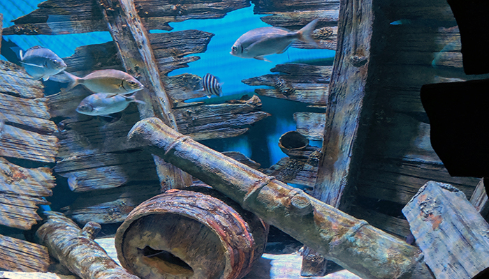 top 10 selfie spots - nc aquarium on roanoke island top 10 selfie spots - nc aquarium on roanoke island