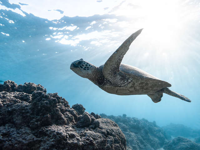 Outer Banks Sea Turtles Outer Banks Sea Turtles