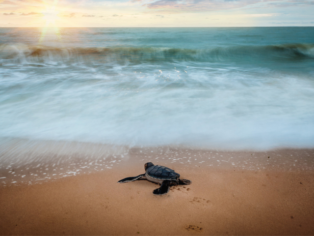 Outer Banks Sea Turtles Outer Banks Sea Turtles