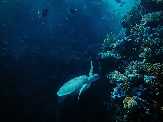 Outer Banks Sea Turtles Outer Banks Sea Turtles