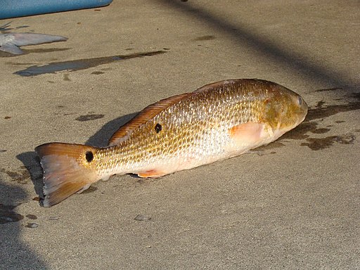 Red Drum Fish Red Drum Fish
