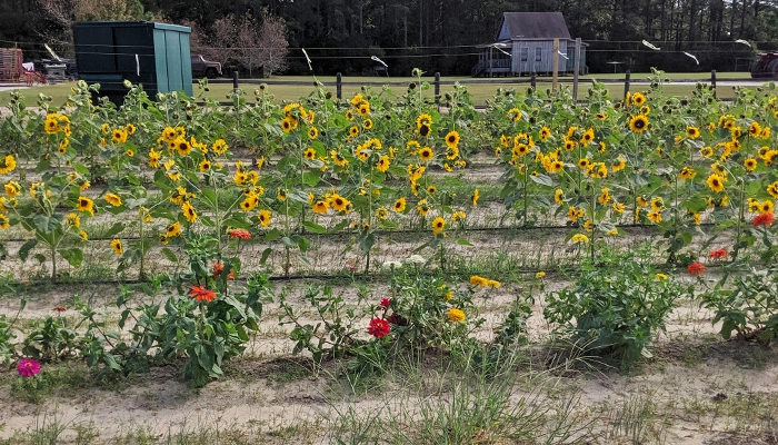 Sunflower Grandy Pumpkin Patch