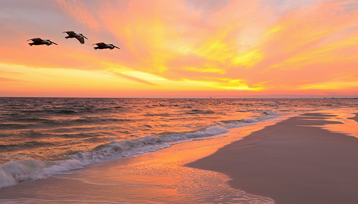 sunset and birds outer banks