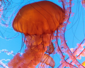 Sea Nettle Jellyfish Sea Nettle Jellyfish