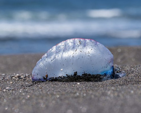 Man-of-War Jellyfish Man-of-War Jellyfish