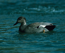 Gadwall Gadwall