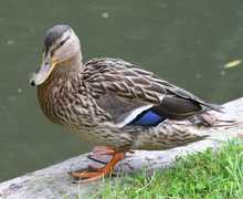 American Black Duck American Black Duck