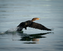 Double-crested Cormorant Double-crested Cormorant