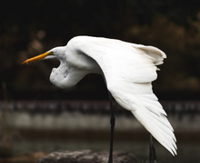 Great Egret Great Egret