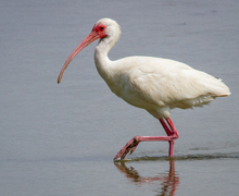 White Ibis White Ibis
