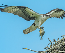 Osprey Osprey in flight