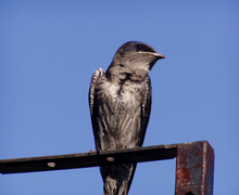 Purple Martin Purple Martin