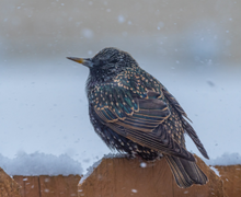 European Starling European Starling