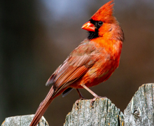 Northern Cardinal Northern Cardinal