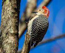 Red-Bellied Woodpecker Red-Bellied Woodpecker