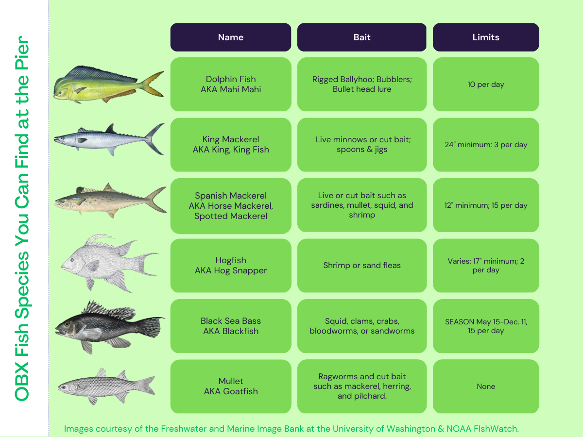 OBX Pier Fishing Chart