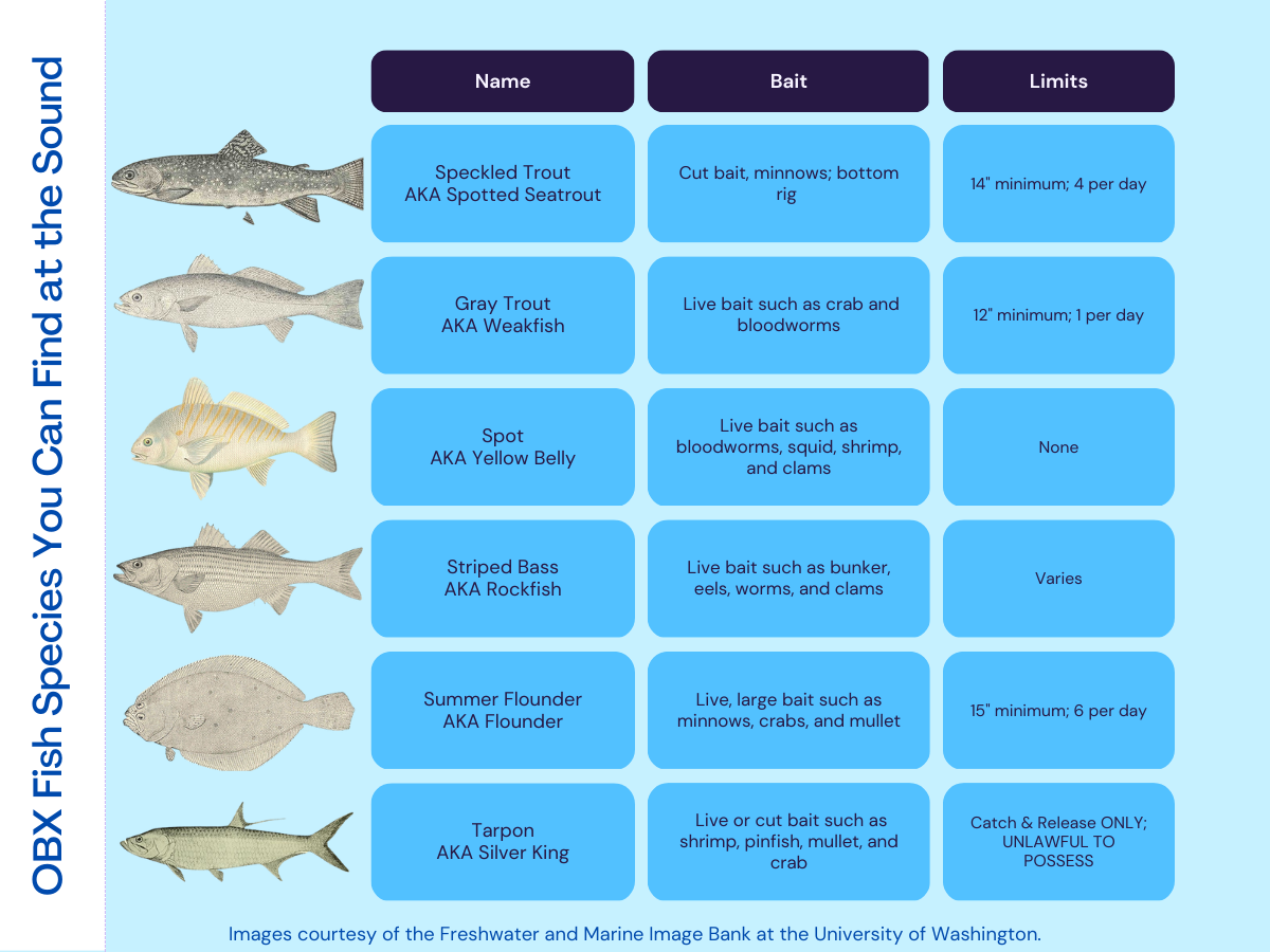 OBX Sound Fishing Chart