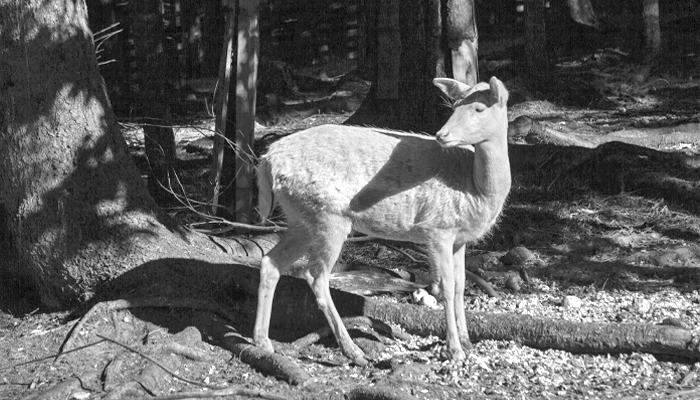 Spooky Places OBX - White Doe